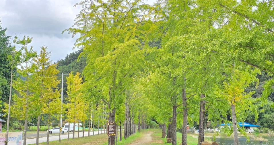 괴산 양곡 은행나무길