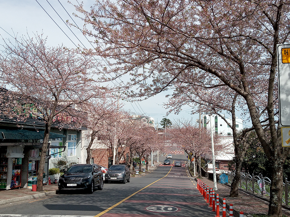 인싸들이 찾는 서귀포 핫플레이스 서호호근로 벚꽃길
