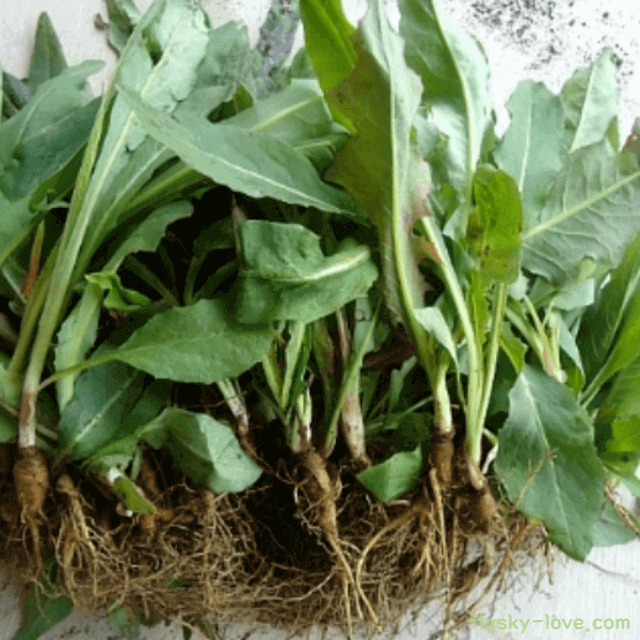 고혈압에 도움이 되는 씀바귀