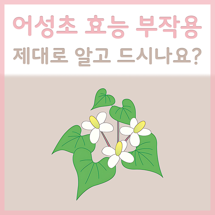 어성초