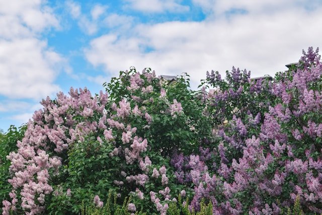 수수꽃다리 라일락