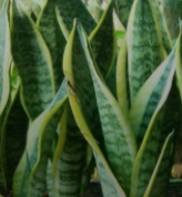 산세베리아 (Snake plant) 뱀 식물 공기정화 식물 인테리어 식물