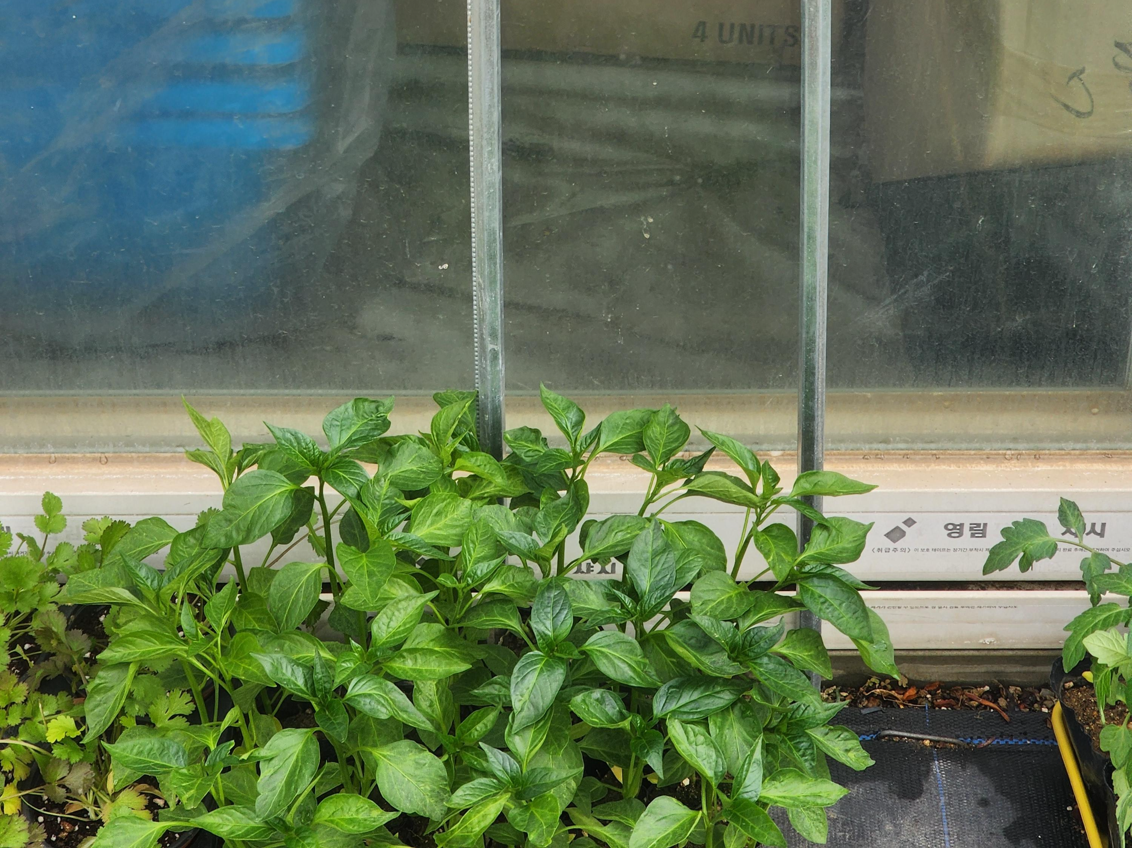 고추모종 심는 시기