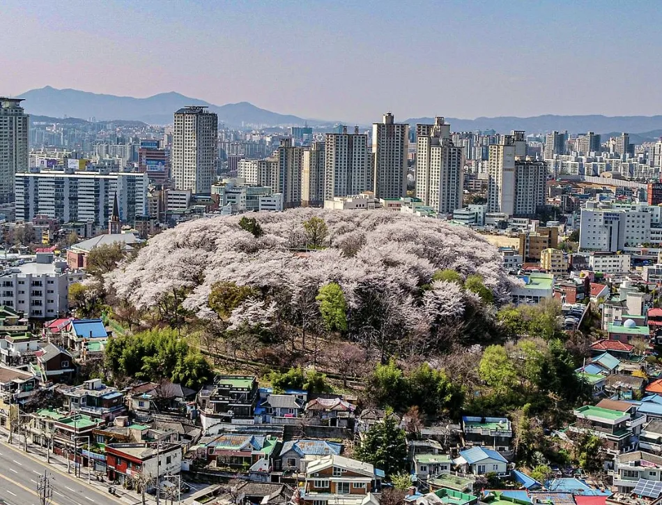 도심-한가운데-벚꽃나무로-뒤덮인-작은동산-주변에는-건물이-많이있는