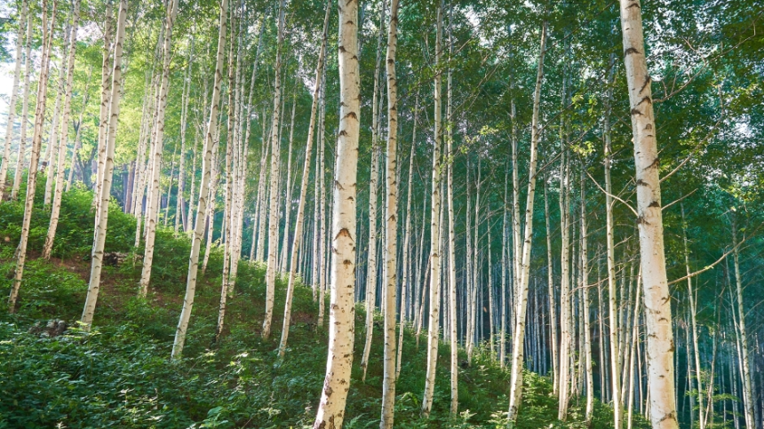 2025년 4월 국내 여행지 추천! 봄꽃과 함께 떠나는 최고의 여행지