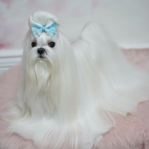 말티즈의 수명, 성격, 특징, 장단점