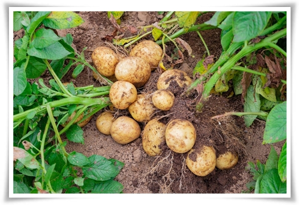 &quot;텃밭, 4월에 심기 좋은 작물&quot; 상추 시금치 열무 쑥갓 케일 루꼴라 당근 비트 무 감자 완두콩 땅콩 녹두 ...