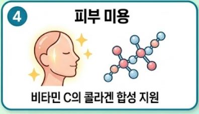양배추즙의 효능