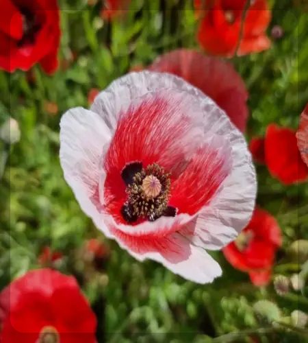 원주 용수골 꽃양귀비 축제_2