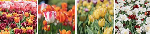 다양한 꽃축제 사진