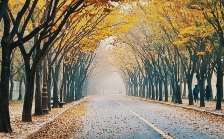 서울 근교 단풍 명소 BEST 5 , 화담숲 예약 모노레일 예약 방법