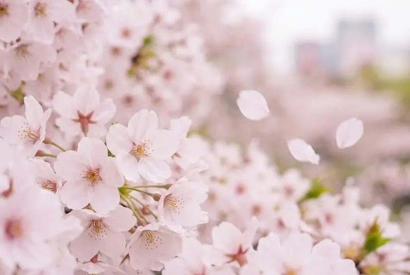 도쿄 소메이요시노 벚꽃 클로즈업 봄