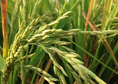 신혼부부 특별공급 조건 총정리|청약 당첨을 노리는 최고의 기회