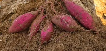 고구마캐는시기 딱 3가지 신호만 보세요 보관법까지 총정리로_11