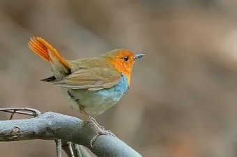 붉은가슴울새 영국 겨울 새 특징 매력 이미지_2