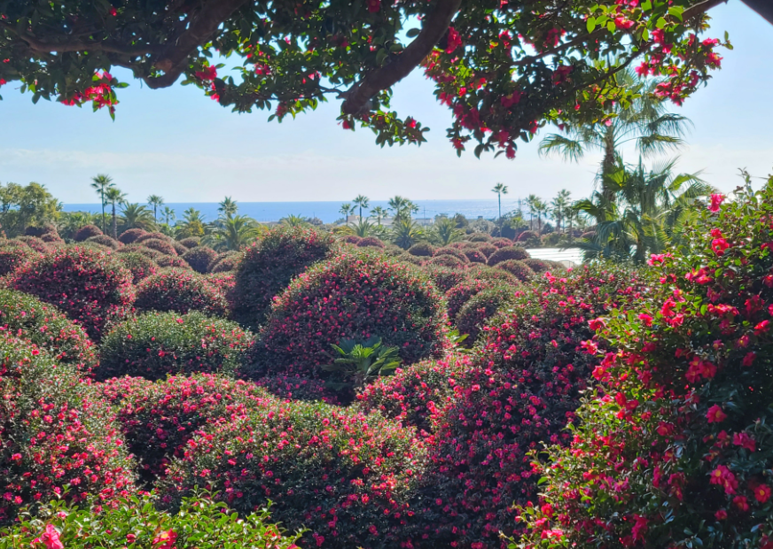 제주동백수목원2
