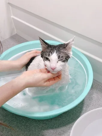 고양이 쉽게 목욕하는 방법과 준비 요령_22