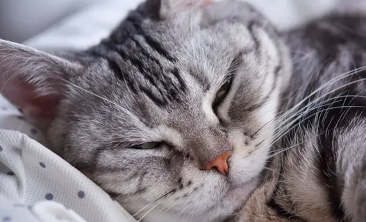 고양이 소변은 공기에 닿으면 냄새가 난다? 고양이 화장실 냄새를 막기 위한 고안