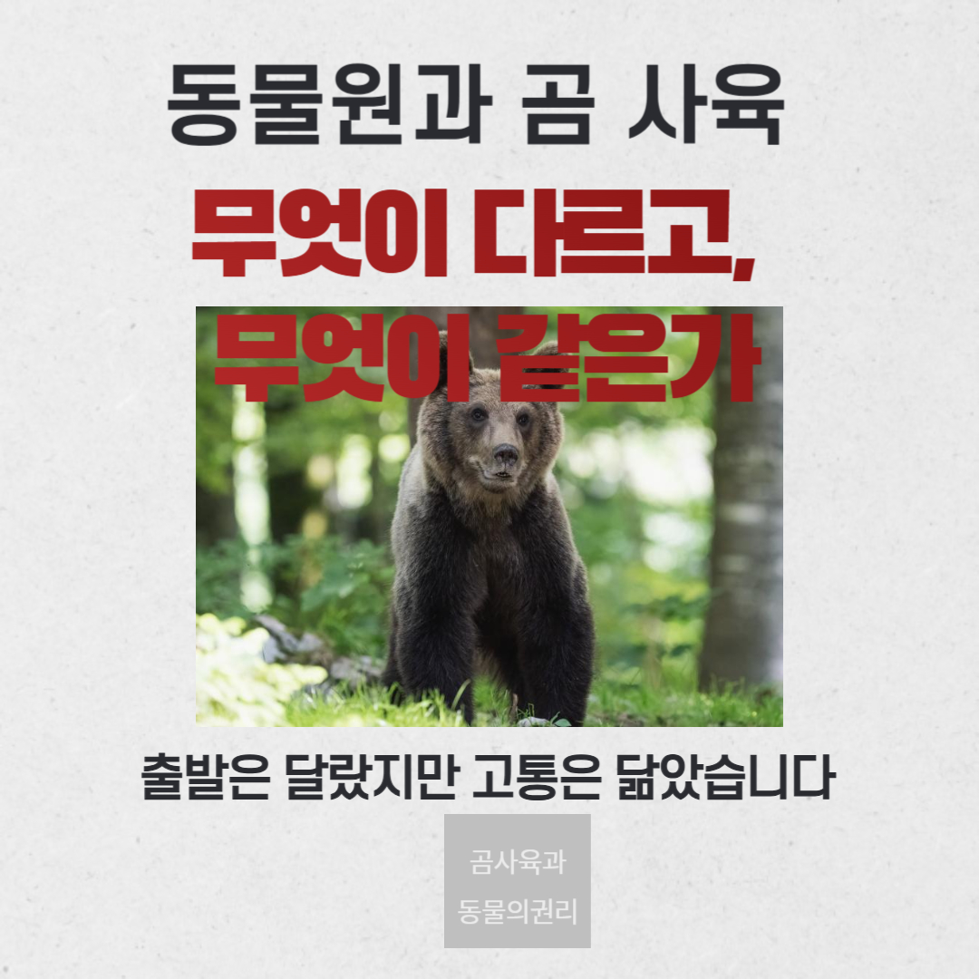 동물원과 곰 사육, 무엇이 다르고 무엇이 같은가?