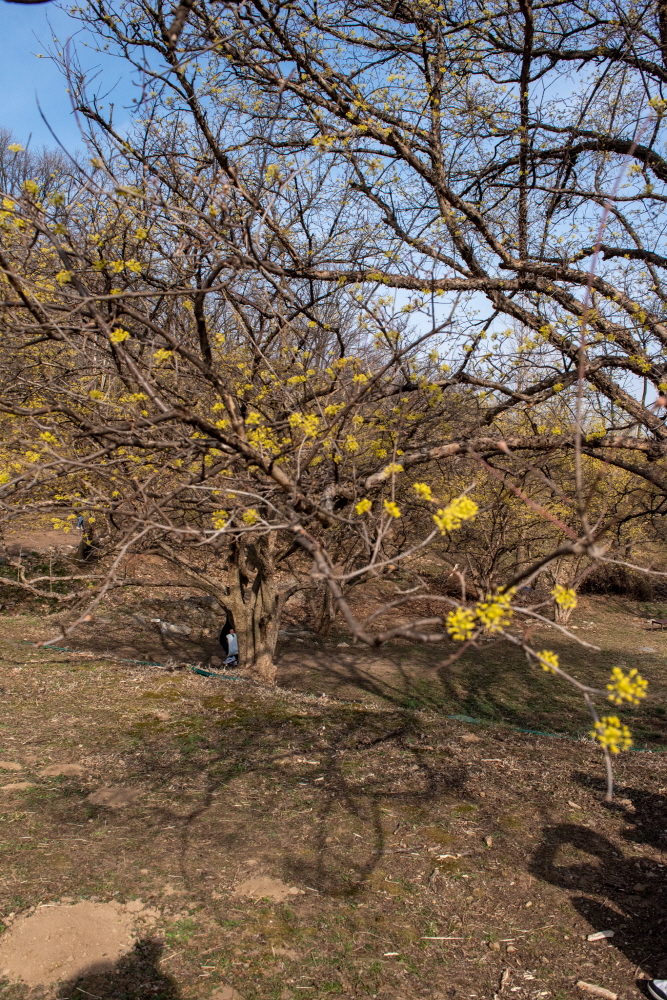 제26회 이천백사산수유꽃축제 일정 & 프로그램 안내/ 주차 안내