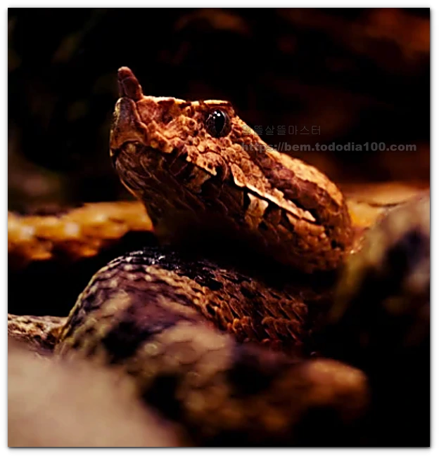 뱀꿈-꿈해몽-뱀의 종류 알아보기