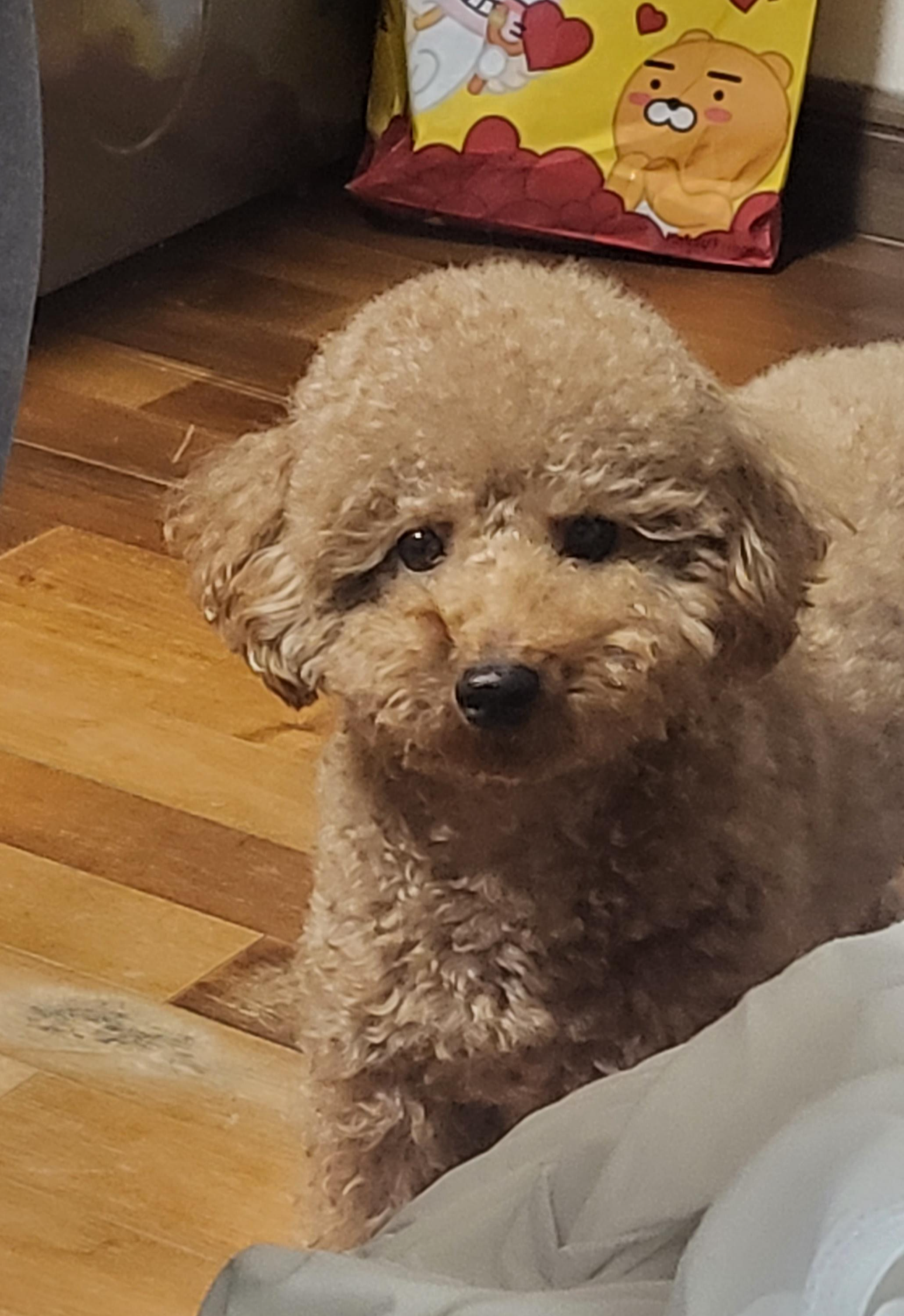 간식을 간절히 바라는 또롱이