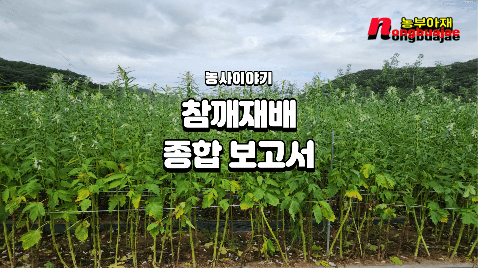 참깨재배 종합보고서