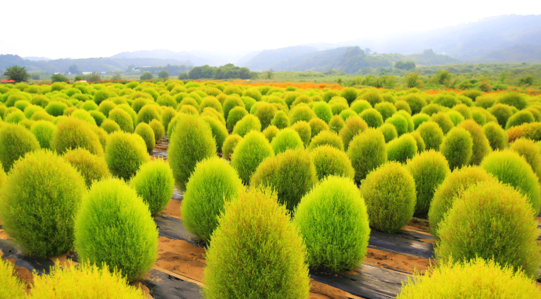 임진강 댑싸리공원 댑싸리