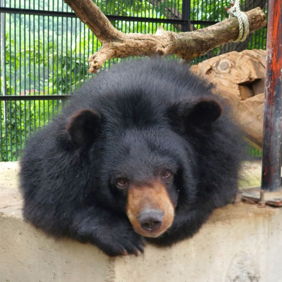 아침고요가족동물원