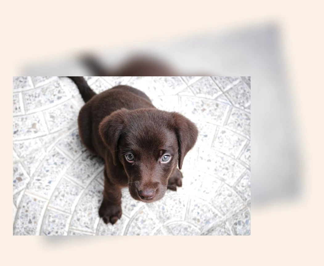 반려동물 상실_1_subsection