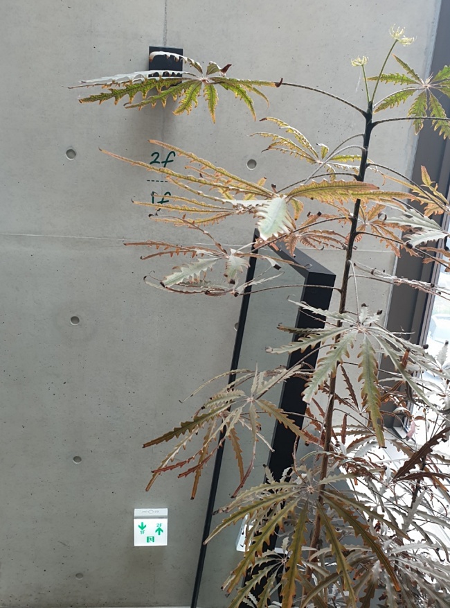 백운호수 그린플래그커피 계단 1