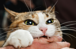 고양이가 갑자기 물어뜯는 이유를 보여주는 이미지