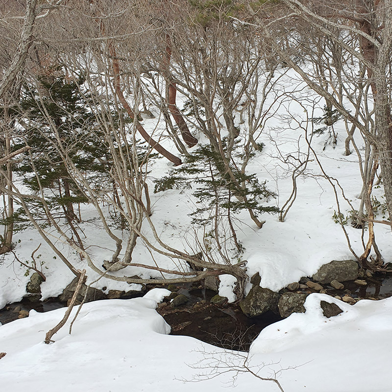 제주도 한라산 영실코스