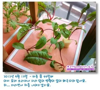 적근대 재배 씨 뿌림 솎음 수확 색 유지_9