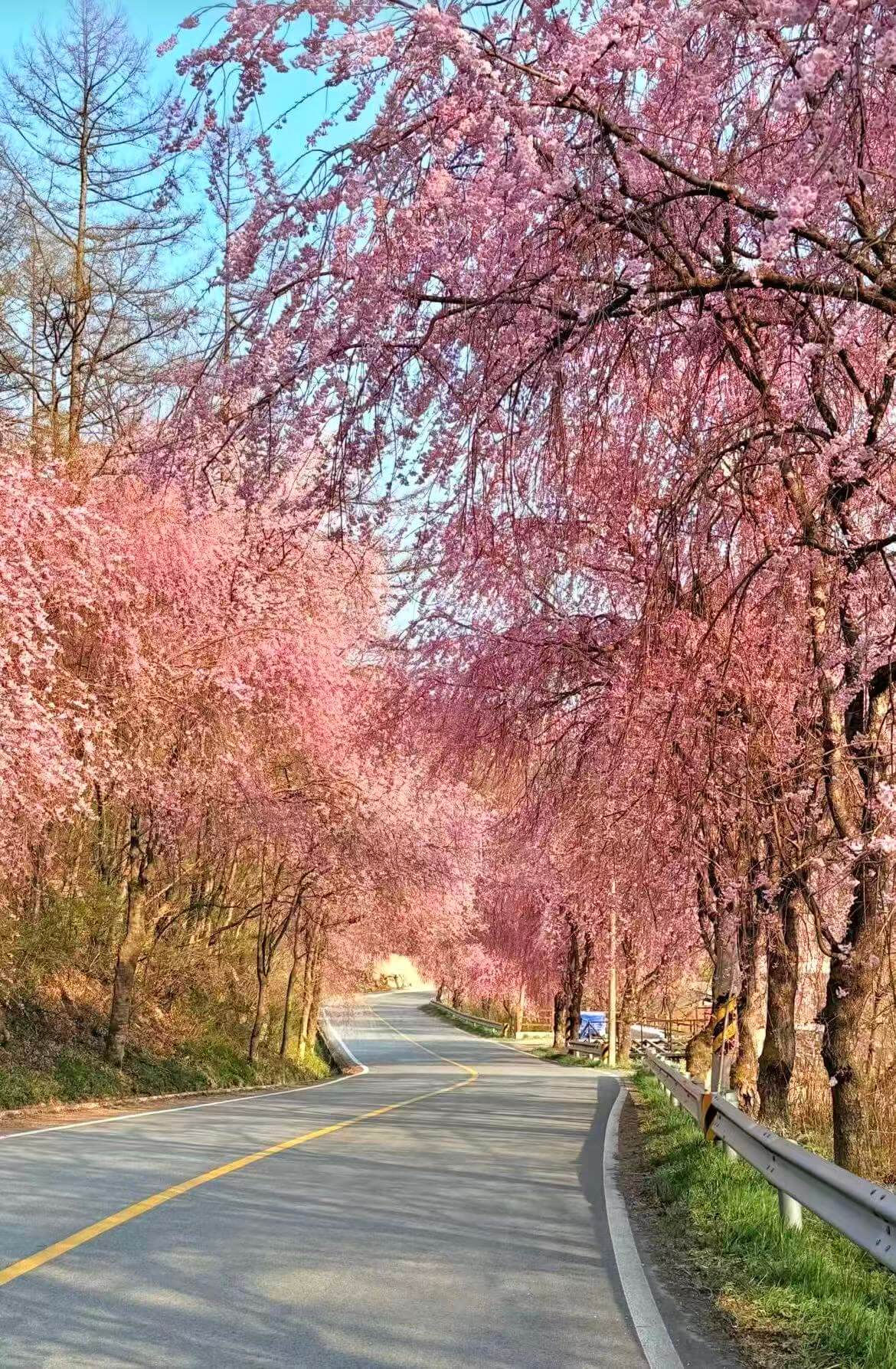 거창 병곡마을 수양벚꽃 주차 완벽 가이드 관련사진