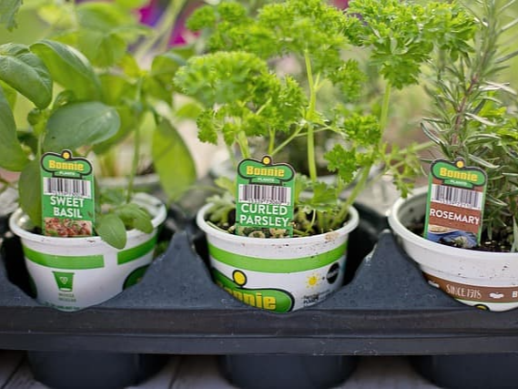 바질 품종별 특징