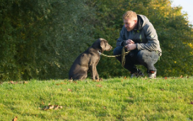 야외에서 주인과 교감하며 행동하는 반려견, 간질 발작 전 경고 행동을 보여주는 장면