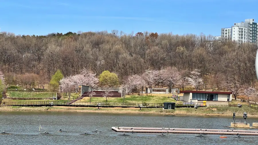 4월 2일 개화 전 촬영 사진 입니다. 호수공원 정면에서 촬영하였습니다.