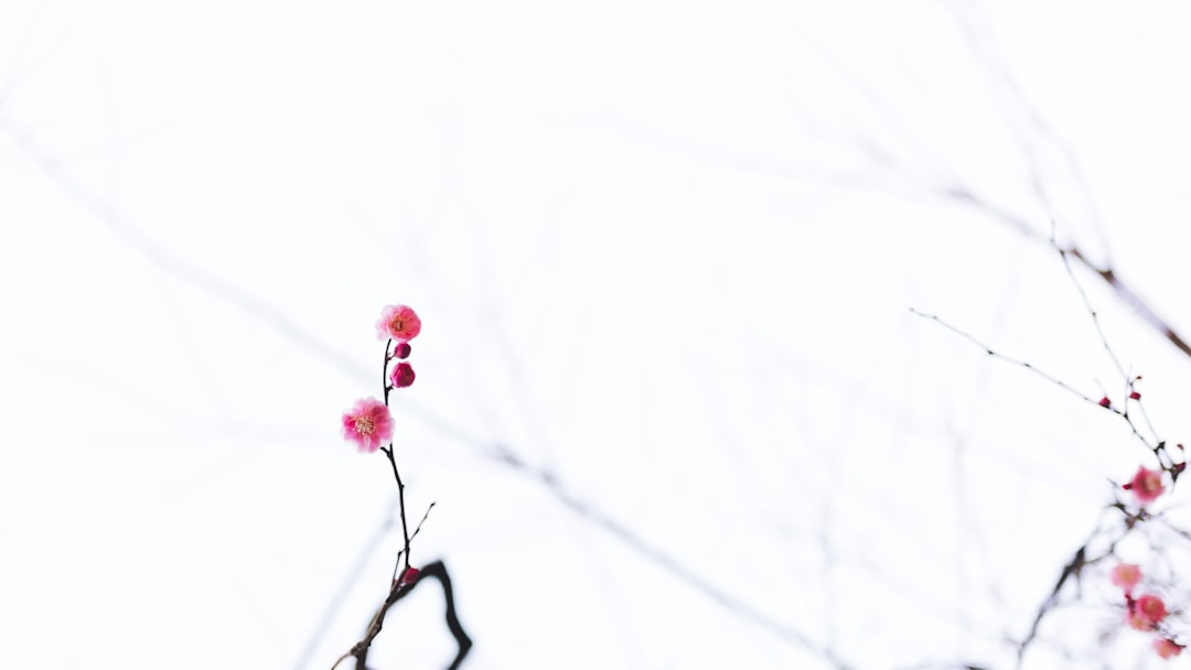 Plum blossom