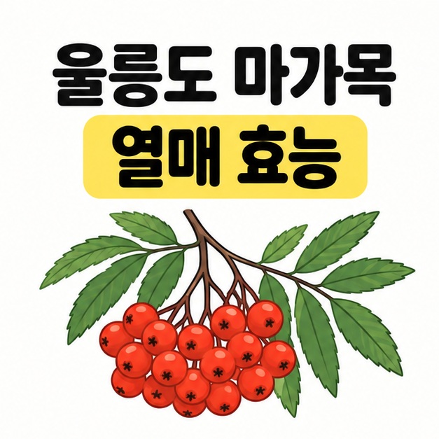 울릉도 마가목 열매 효능이라는 문구 아래 초록색 잎과 붉은 열매가 송이로 달린 가지를 그린 그림