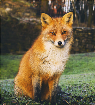 여우&amp;#44; 한반도 야생에서 다시 만날 수 있을까?