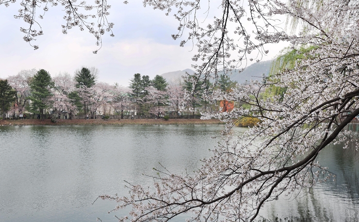 청평 중앙내수면연구소 벚꽃길 전경