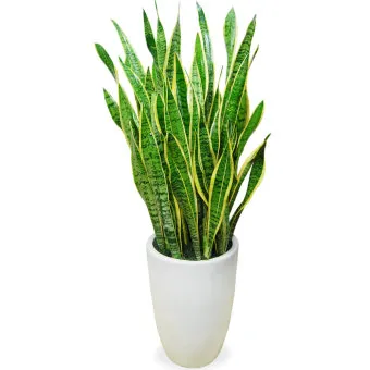 산세베리아 키우기, 꽃, 물주기, 분갈이, 번식, 물꽂이, 입꽂이, 화분_31