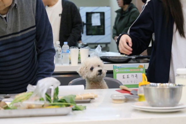 지난 20일 강원도 원주의 사립피노키오자연휴양림에서 진행된 반려견 동반 체험프로그램인 &lsquo;숲속 멍스토랑&rsquo;에 참여한 반려견 모습.