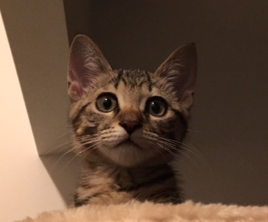 새끼 고양이 시절의 고양이 사진.