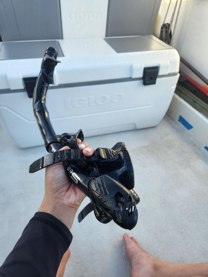 하와이 거북이 스노클링 ( 터틀 스노클링 ) 블루오션 스노클링