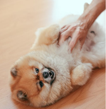 반려견 관련 사진