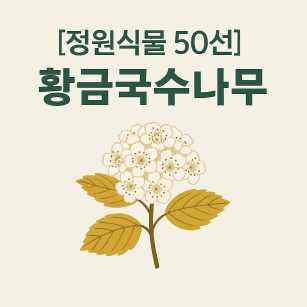 정원 포인트 식물 추천! 황금국수나무