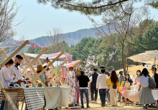 2025 남이섬 벚꽃축제 ! 남이섬 벗(友)꽃놀자, 벚꽃으로 물든 우정의 시간!!