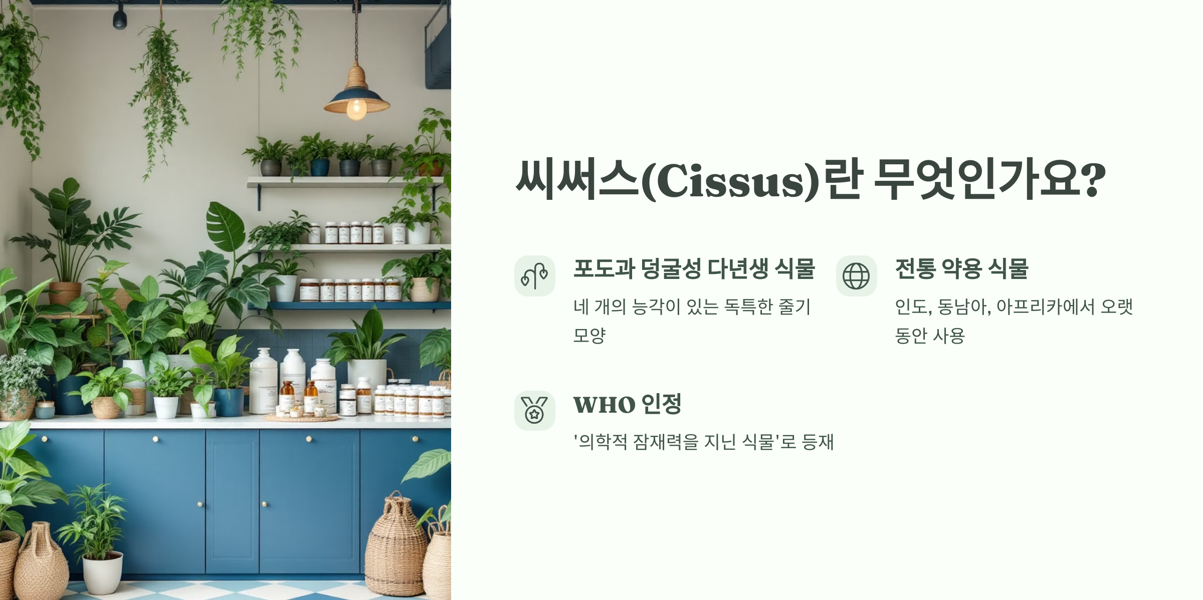 씨써스가 무엇인지에 대해서 그림과 설명으로 표현해주는 이미지